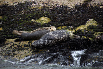 Seals on Rocks