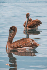 Pélican sur un lac, National Park