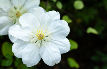 White flowers in the garden