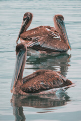 Pélican sur un lac, National Park