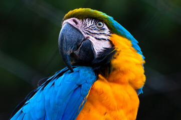 The bird and the collors