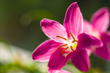 decorative pink flower rain lily Zephyranthes grandiflora on blurred background closeup,