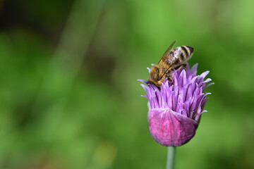 Close-up of a honey bee, which is sitting on a blossom of purple chives and is looking for food, in front of a green background