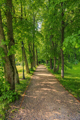 A path for pedestrians to walk in a green city park in the summer daytime