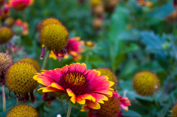 pollination by bees colorful flowers Gaillardia in the garden