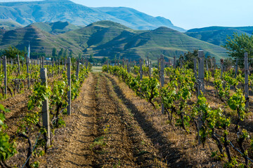 Fototapeta na wymiar Young vineyard in spring