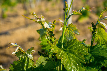 Young vineyard in spring