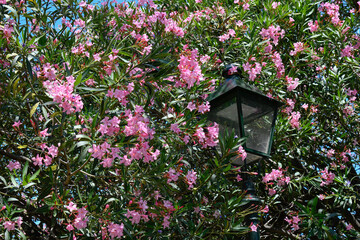 Fototapeta na wymiar A street lamp in the middle of impatiens walleriana flowers, in a garden.