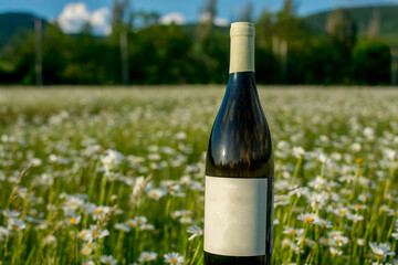Wine in camomiles
