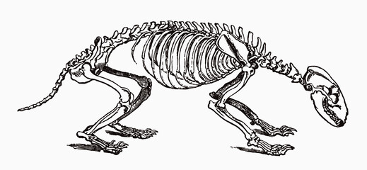 Common badger meles skeleton in profile view, after antique engraving from the 19th century