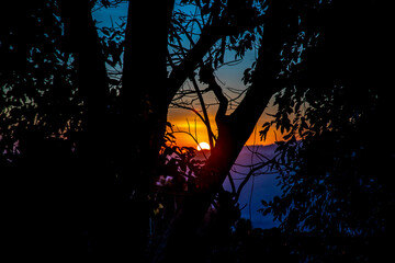 atardecer entre los arboles