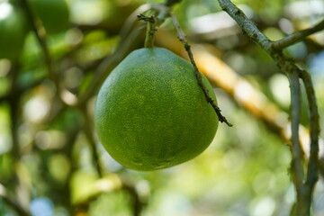Close up of large green Pomelo fruit hanging from tree branch