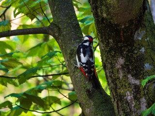 A large spotted woodpecker pecks at a branch with its beak. A bird of prey of red, black and white colors sits on a tree in the forest against background of blurred foliage in rays of the summer sun.