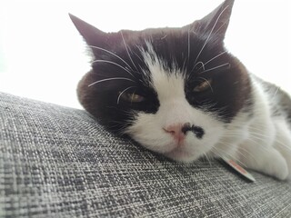 Cara de gato durmiendo en el sofá, Bogotá, Colombia.