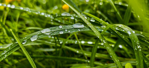 water drops on grass