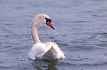 Naklejka na ściany i meble swan on the water
