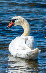 Naklejka premium swan on the water