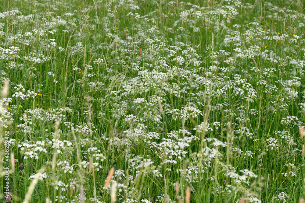 Wall mural blühende Blumenwiese // flowery meadow