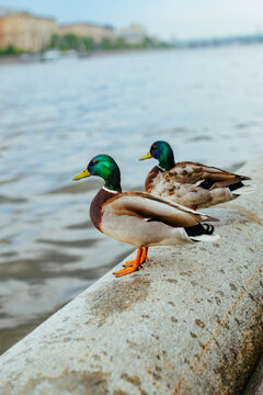 two mallard ducks sit on embankment in city near the water close-up. animals of big city. good image quality of the bird. selective focus