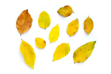 Naklejka premium Dry leaves on white background