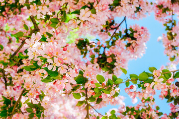 Obraz na płótnie Canvas brightly blooming pink tree on clear blue beautiful sky background, cherry blossom spring content , backdrop,selective focus, depth of field