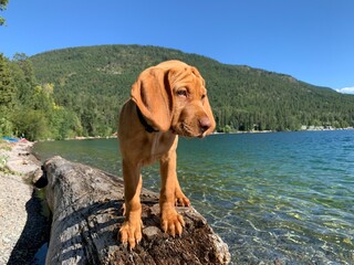 Hungarian Vizsla puppy at a lake shore in Montana 