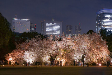 Fototapeta na wymiar 満開の桜と新宿の高層ビル