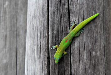 Gold Dust Day Gecko on a wooden pole in Hawaii