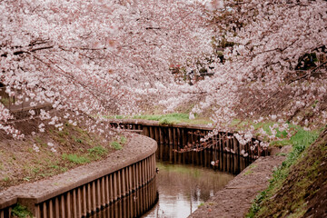 善福寺緑地公園の桜と曇天