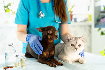Vet examining dog and cat. Puppy and kitten at veterinarian doctor. Pet check up and vaccination....