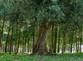 Velha oliveira entre árvores jovens