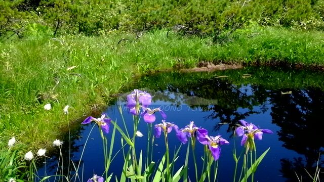 ヒオウギアヤメと池塘の水面に映る青空