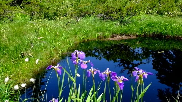 ヒオウギアヤメと池塘の水面に映る青空