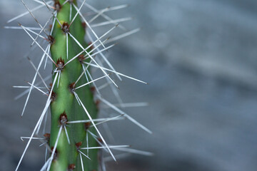 Cactus close up