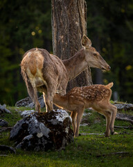 Naklejka na ściany i meble Bambi in the Forest - Baby red Deer during Spring in Austria on a sunny day