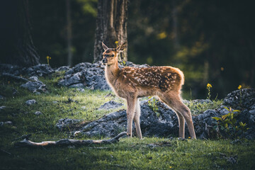 Bambi in the Forest - Baby red Deer during Spring in Austria on a sunny day