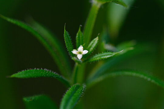 Bl&uuml;te des Kletten-Labkraut // blossom of Cleaver (Galium aparine)