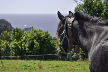 Detalle caballo negro en la pradera