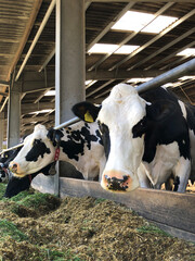 Dairy cows eating silage and grass on a farm in England, United Kingdom