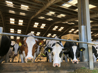 Dairy cows eating silage and grass on a farm in England, United Kingdom