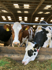 Dairy cows eating silage and grass on a farm in England, United Kingdom © A Linscott