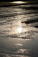 田植え前の田んぼに映る朝日