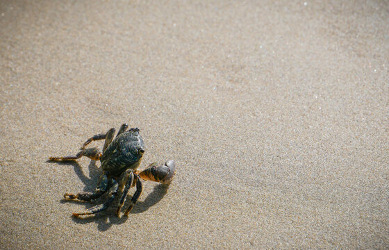 crab on the beach