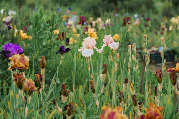meadow or field blooming multicolored iris Flower On Blurred Natural Green Background. Spring, summer concept. Close up photo