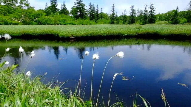 ワタスゲと池塘の水面に映る青空