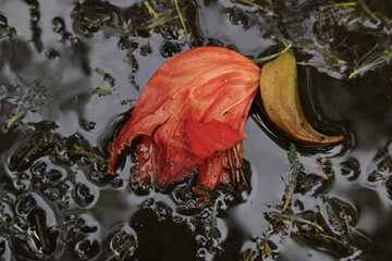 Closeup of an African tulip tree flower in a puddle 