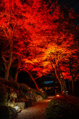 紅葉ライトアップされた日本庭園