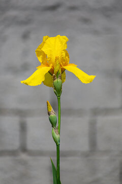 Lonely yellow iris flower on a dusty concrete brick wall background, close up
