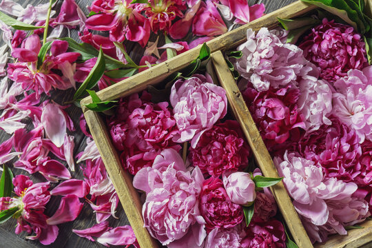 Heads of fresh colorful peonies in wooden box. Many peony petals are scattered on wooden table. Top view .