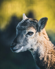 young mouflon in the forest during summer